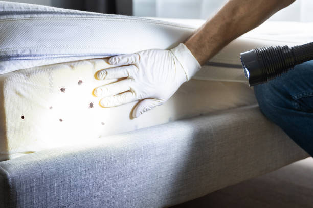 Best Termite Control Services  in Pacific, WA